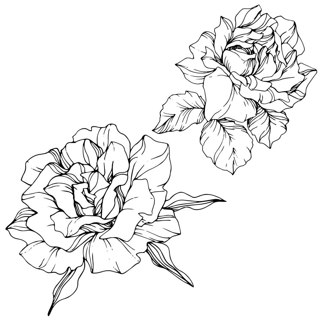 ベクトル。白地にバラの花分離の図要素。黒と白の刻まれたインク アート - ベクター画像