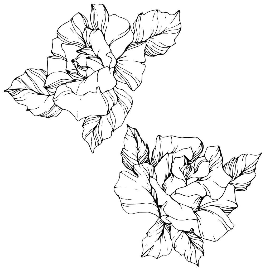 Διάνυσμα. Αυξήθηκε λουλούδια απομονωμένες εικονογράφηση στοιχείο σε άσπρο φόντο. Μαύρο και άσπρο χαραγμένο μελάνι τέχνης - Διάνυσμα, εικόνα