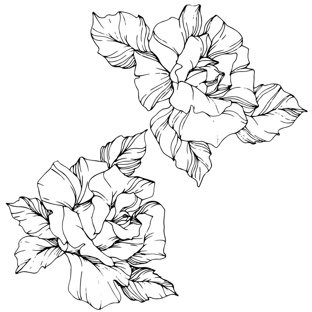 Vektor. Květy růže izolované ilustrace prvek na bílém pozadí. Černá a bílá vyryto inkoust umění - Vektor, obrázek