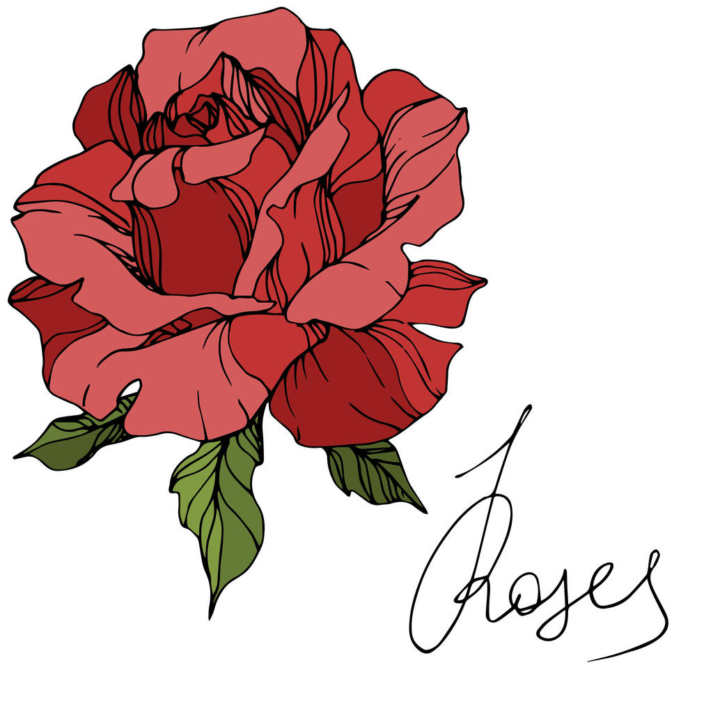 Fleur vectorielle rose rouge avec des feuilles vertes isolées sur fond blanc. Encre gravée art
. - Vecteur, image