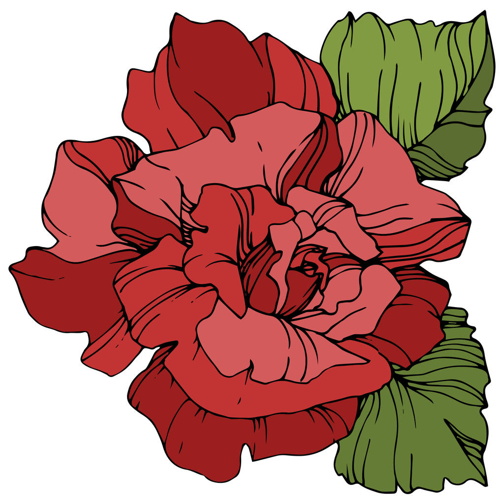 Vector red rose flower with green leaves isolated on white background. Engraved ink art. - Vector, Image