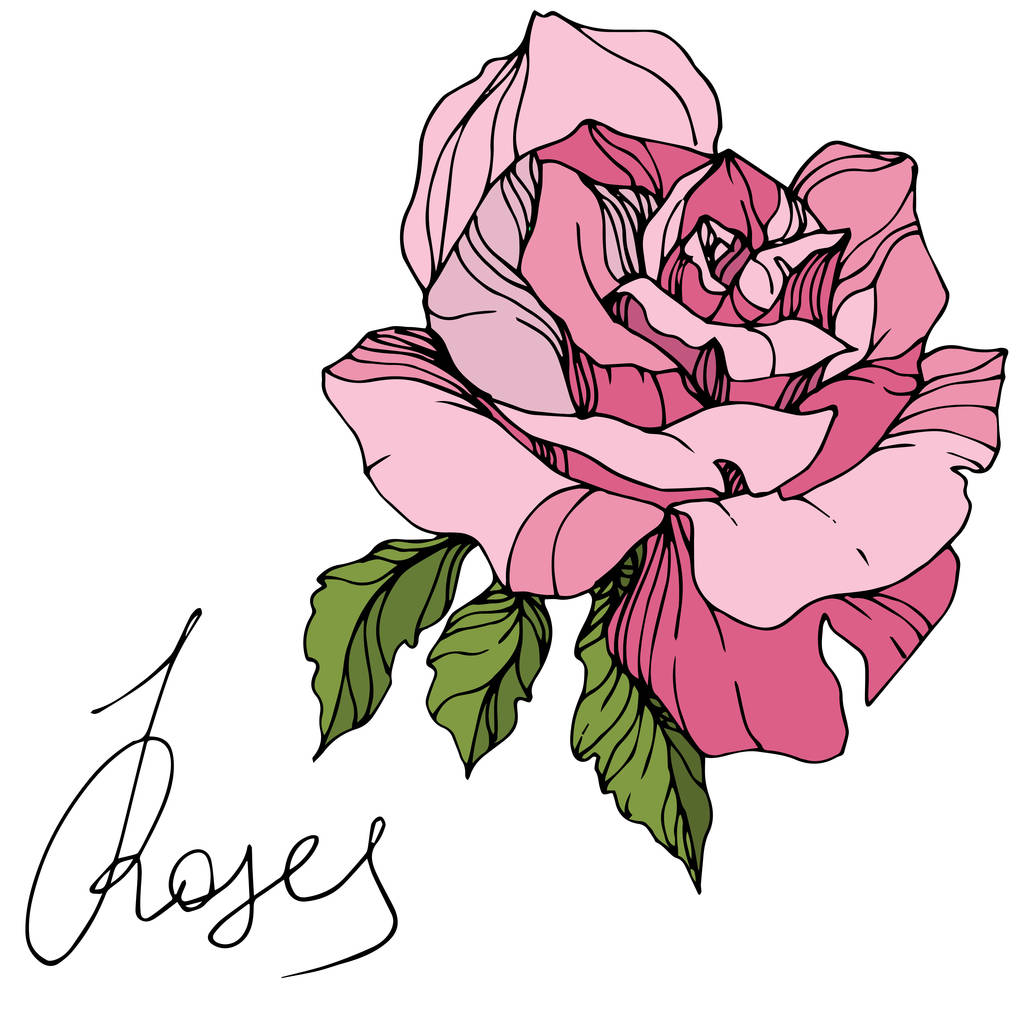 Hermosa flor rosa aislada en blanco. Rose elemento de ilustración. Arte de tinta grabada
. - Vector, imagen