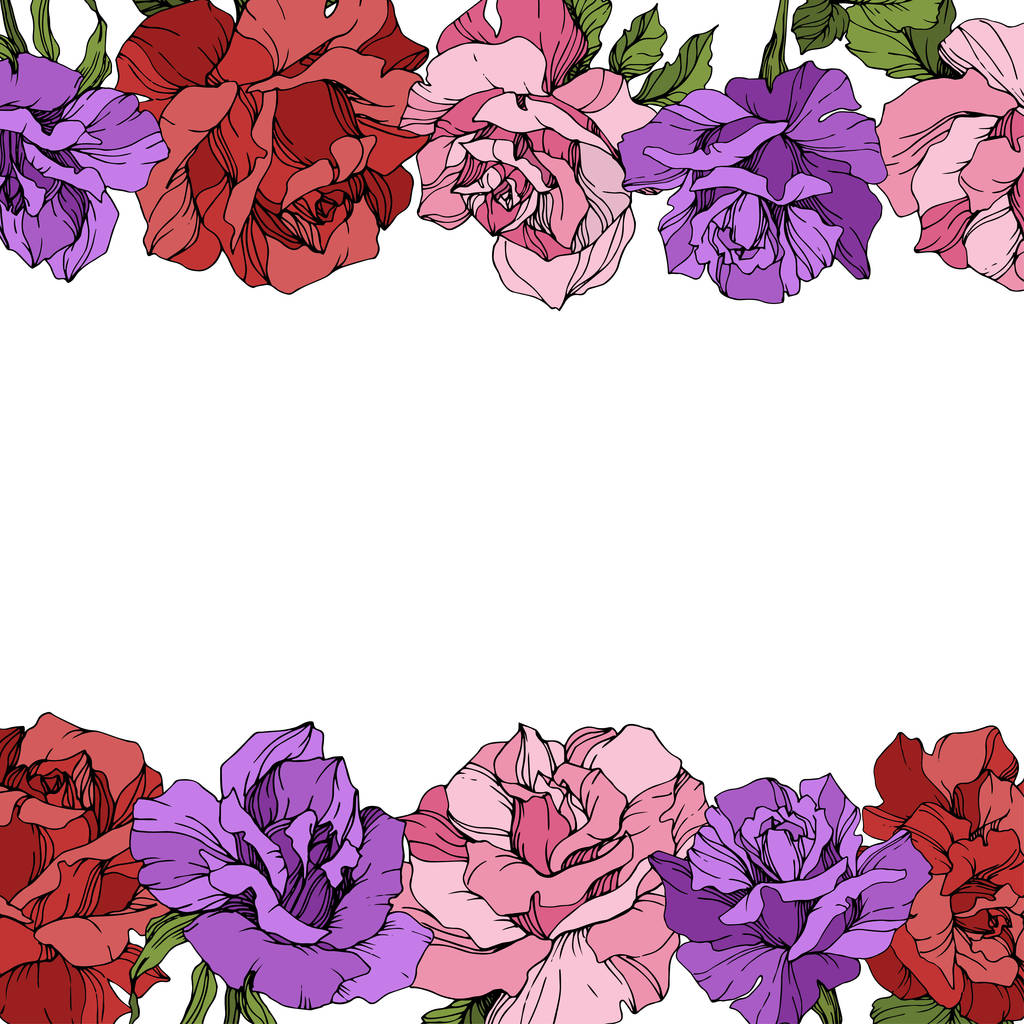Vettore. Fiori di rosa bordi floreali su sfondo bianco. Rose rosse, viola e rosa inchiostro inciso arte
. - Vettoriali, immagini