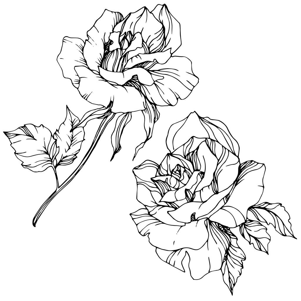 Bellissimi fiori di rosa vettore isolati su sfondo bianco. Inchiostro inciso in bianco e nero arte
. - Vettoriali, immagini