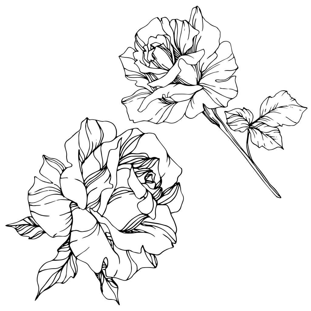 Gyönyörű vektor Rózsa virágok elszigetelt fehér background. Fekete-fehér gravírozott art festék. - Vektor, kép