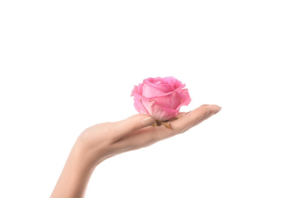 частичный вид женщины, держащей розовый цветок розы в ладони изолированы на белом
  - Фото, изображение