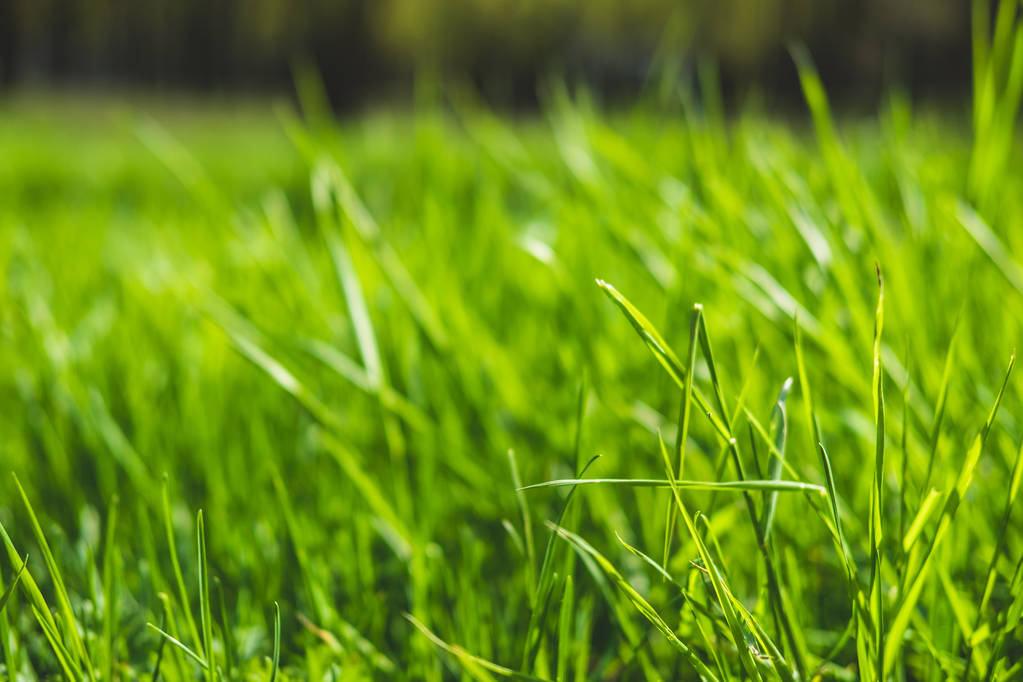 Fondo de primavera o verano con hierba verde brillante
. - Foto, Imagen