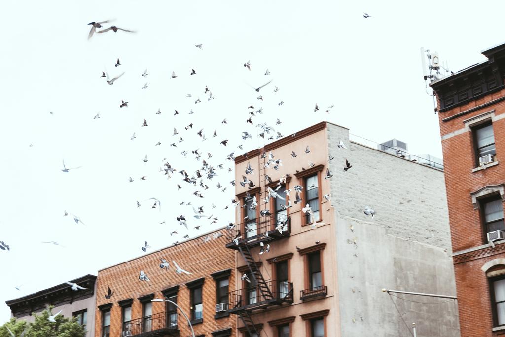 αστικό τοπίο με πουλιά που πετούν πάνω από τα κτίρια στη Νέα Υόρκη, ΗΠΑ - Φωτογραφία, εικόνα
