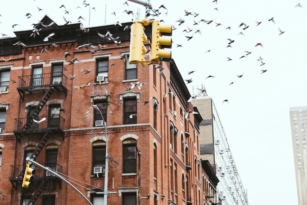 αστικό τοπίο με πουλιά που πετούν πάνω από τα κτίρια στην πόλη της Νέας Υόρκης, ΗΠΑ - Φωτογραφία, εικόνα