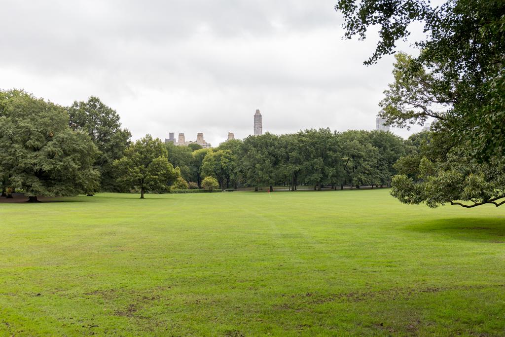 scenic view of green trees and grass in city park in new york, usa - Photo, Image