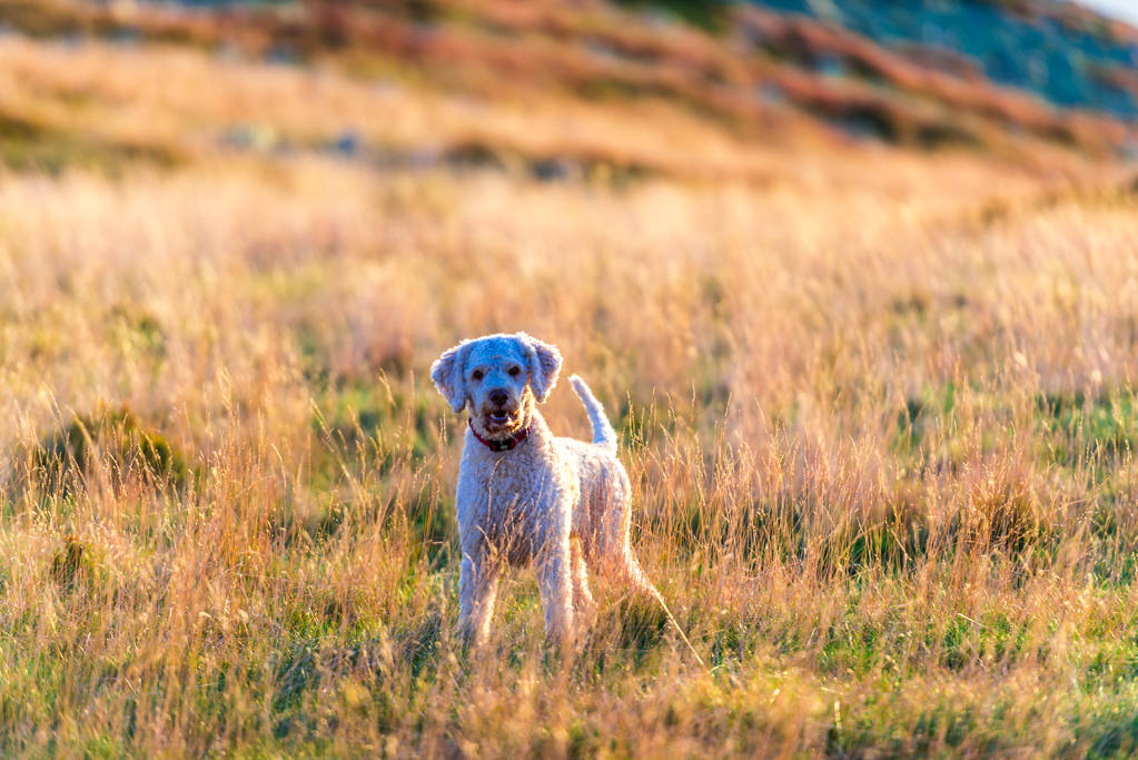 Κλείστρου poodle κουτάβι σκυλί στο γρασίδι  - Φωτογραφία, εικόνα