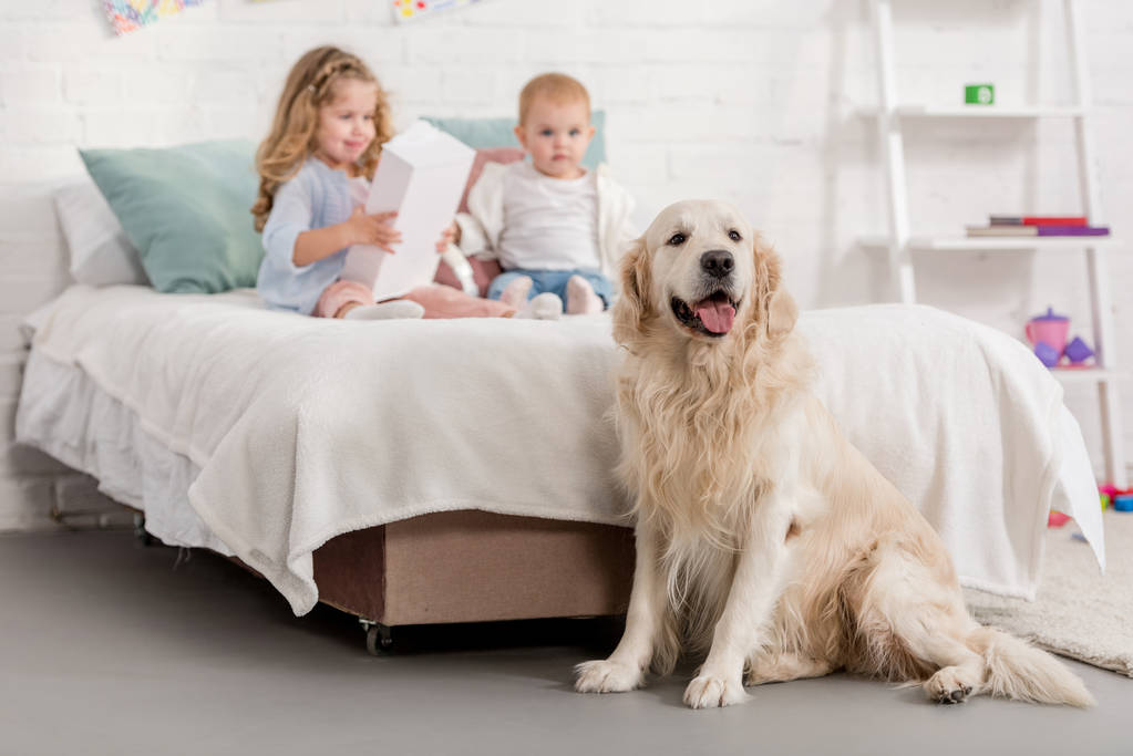 adorable sisters playing on bed, golden retriever sitting near bed in children room - Photo, Image