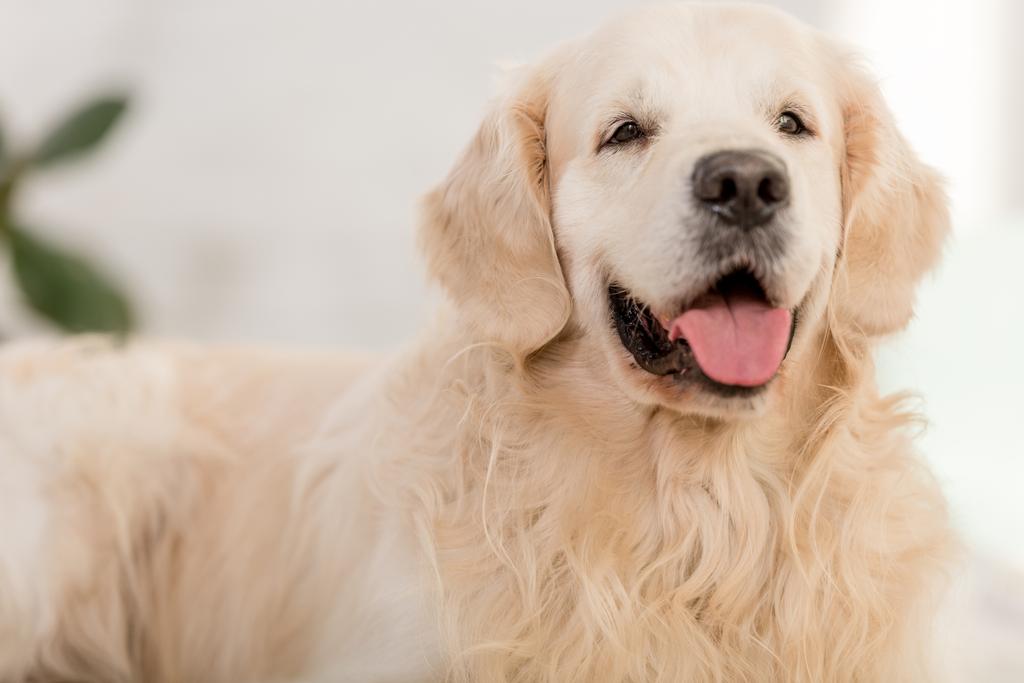 かわいいゴールデンレトリーバー犬は横になっていると家で舌を突き出してのクローズ アップ ロイヤリティフリー写真 画像素材