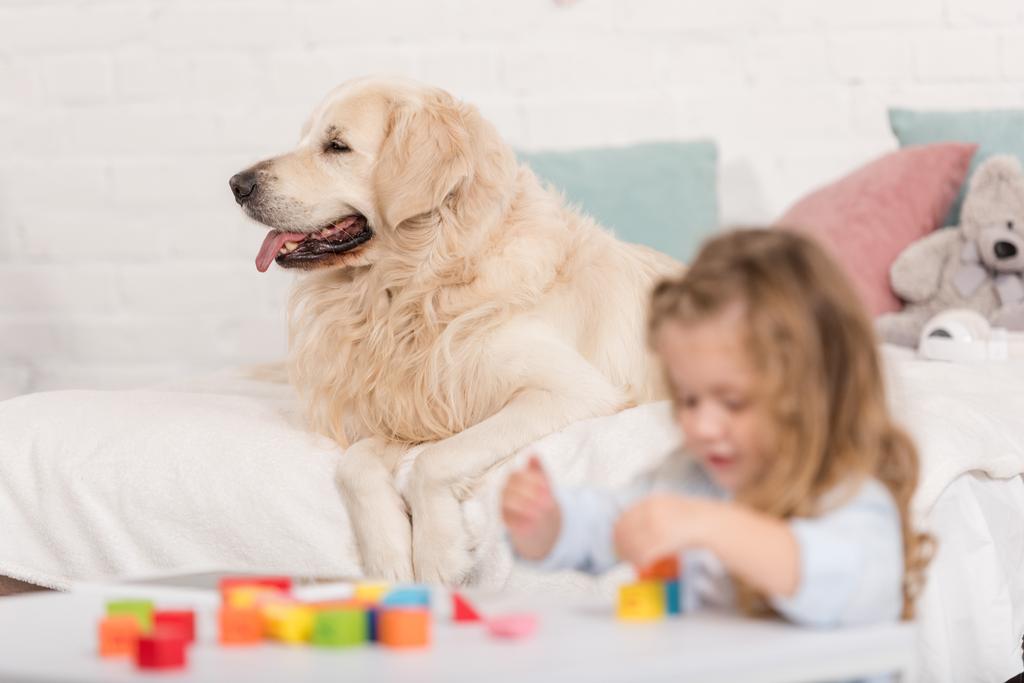 adorabile bambino che gioca con cubi educativi, cane golden retriever sdraiato sul letto nella stanza dei bambini
 - Foto, immagini