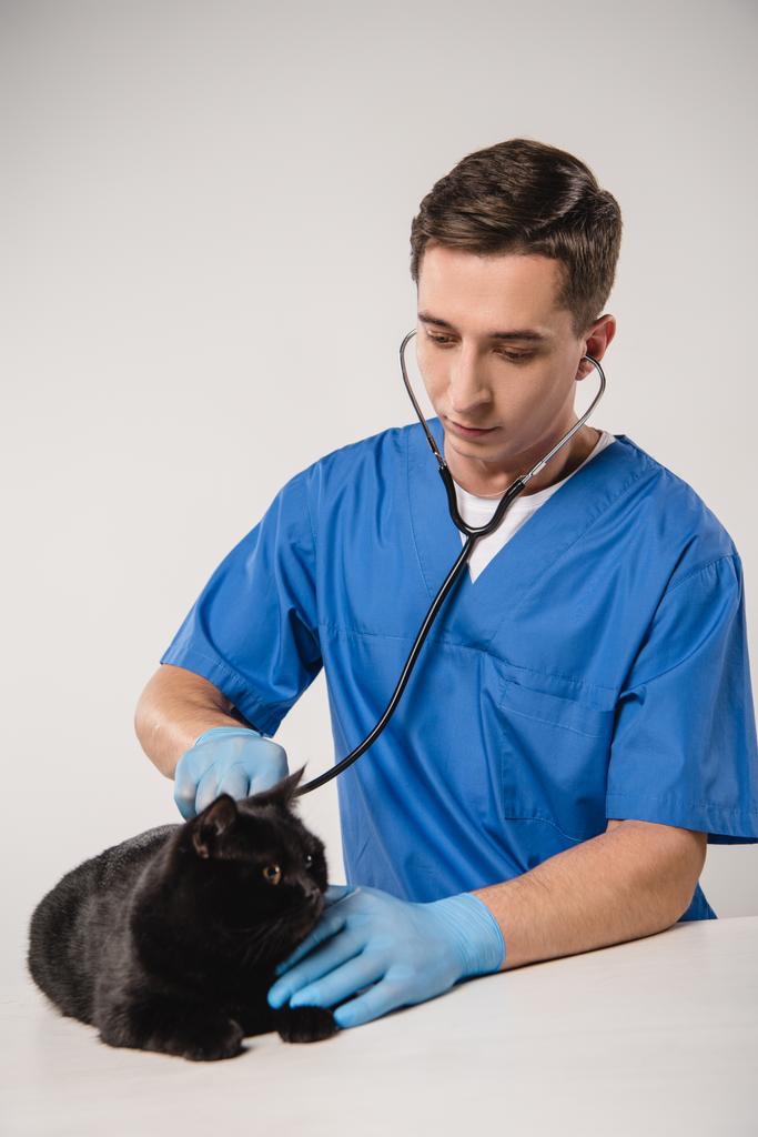 koncentrált állatorvos vizsgálja a fekete macska, a szürke háttér - Fotó, kép