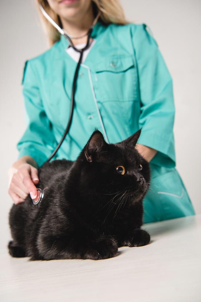 селективный фокус черной кошки на столе во время обследования изолирован на сером
 - Фото, изображение