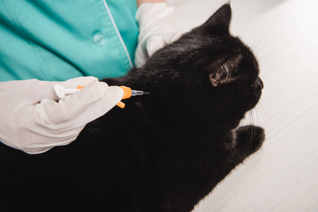 rajattu näkymä naaras eläinlääkäri lateksi käsineet mikrosiru musta kissa
  - Valokuva, kuva