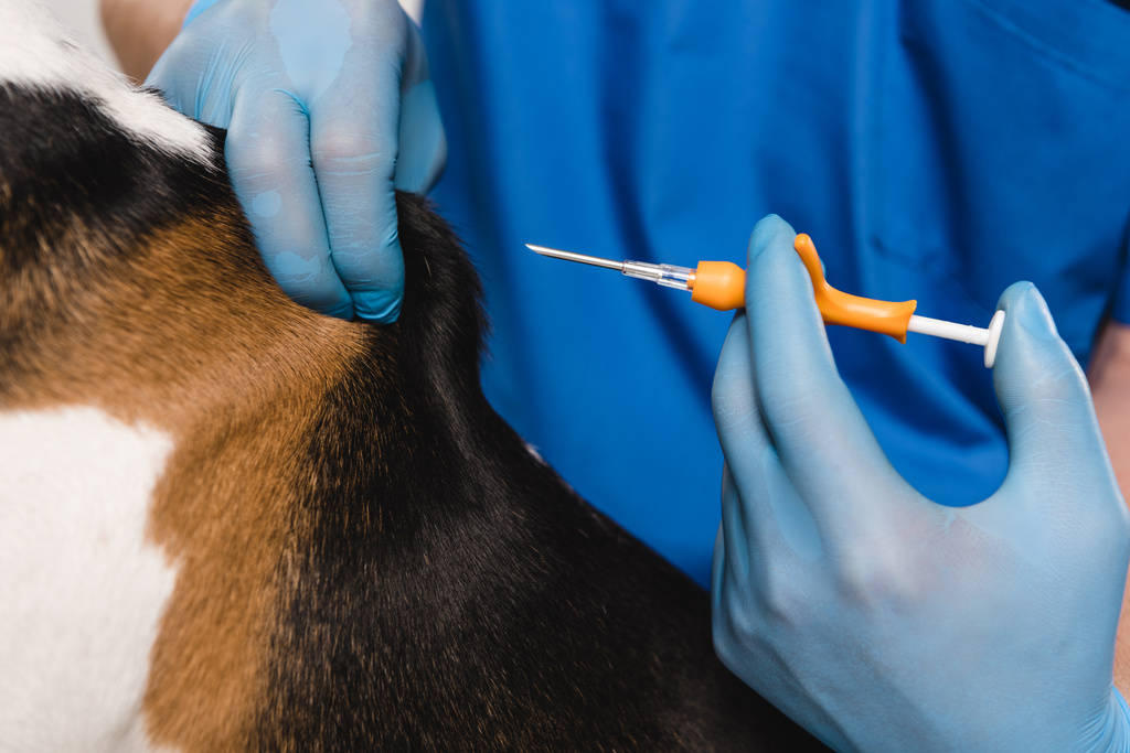 Zamknij widok lekarza weterynarii w Rękawice lateksowe, trzymając strzykawkę do microchipping pies rasy beagle  - Zdjęcie, obraz
