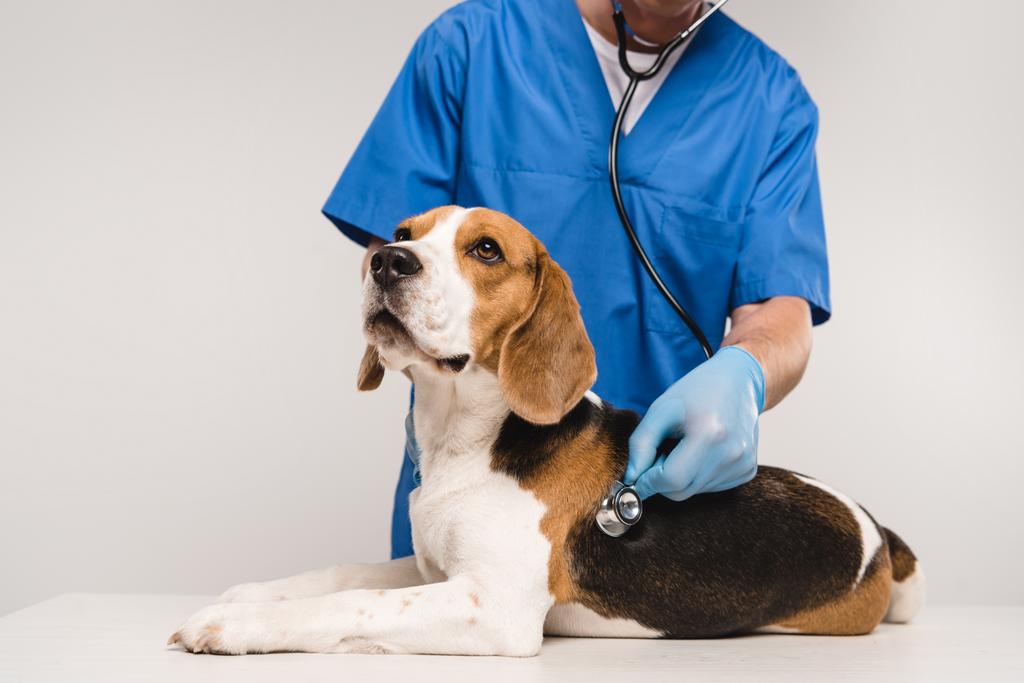 обрезанный вид ветеринара, осматривающего собаку со стетоскопом, изолированного на сером
 - Фото, изображение