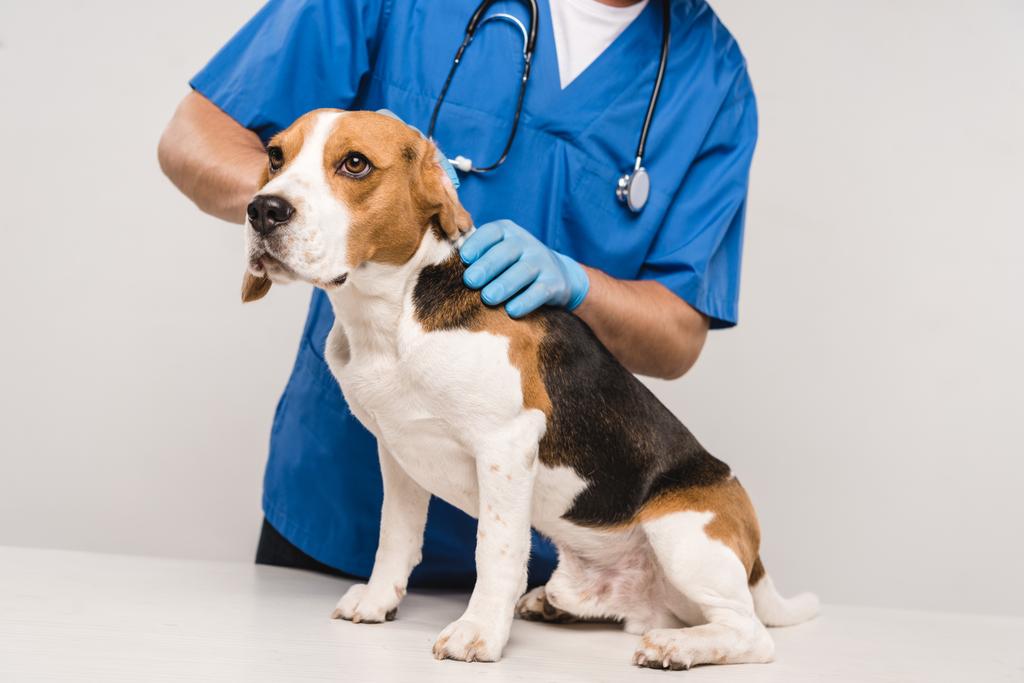 Μερική άποψη του κτηνιάτρου σε στηθοσκόπιο εξέταση σκυλιών beagle απομονώνονται σε γκρι - Φωτογραφία, εικόνα