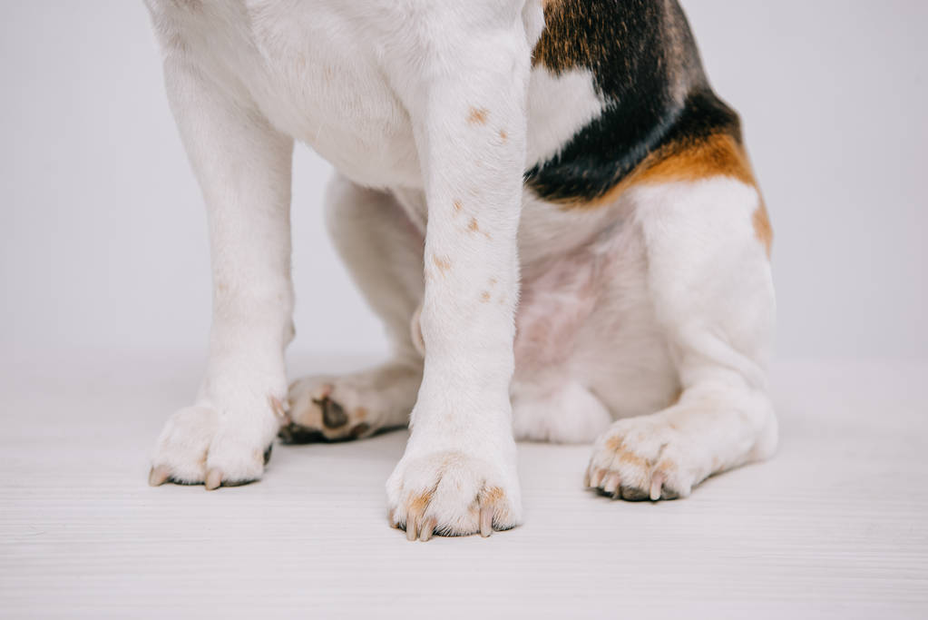 cute paws of beagle dog isolated on grey - Photo, Image