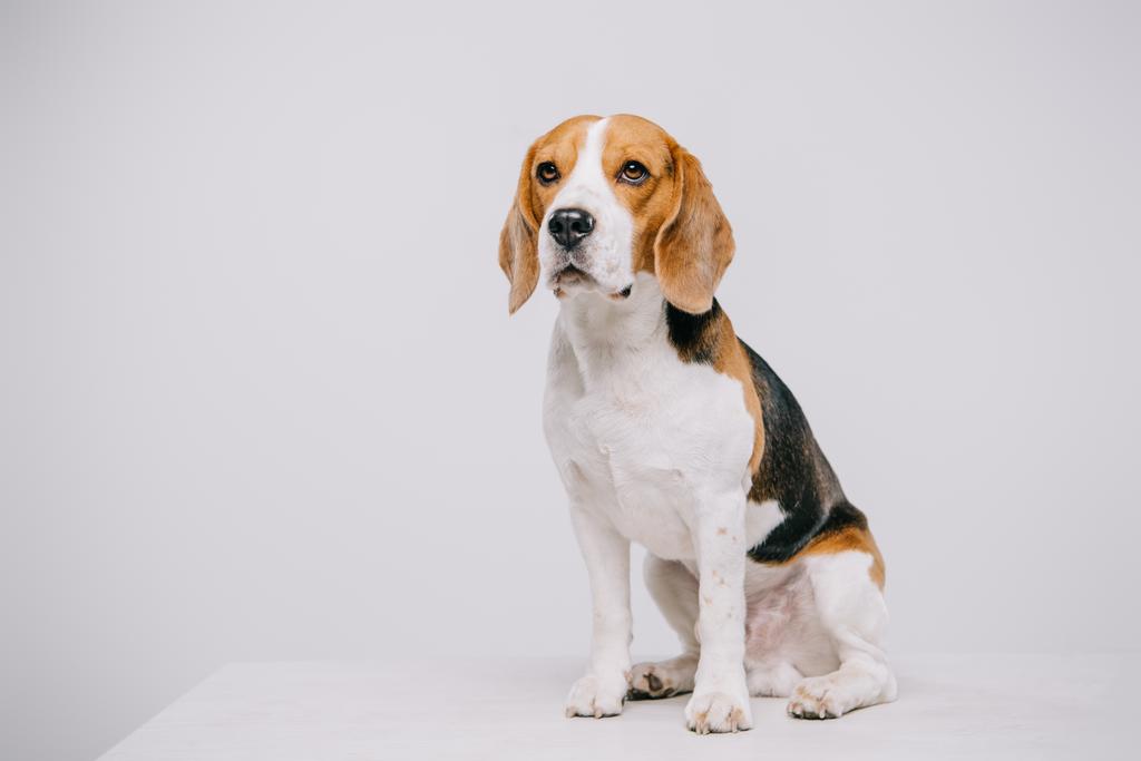 schattig beagle hond zittend op tafel op de grijze achtergrond - Foto, afbeelding