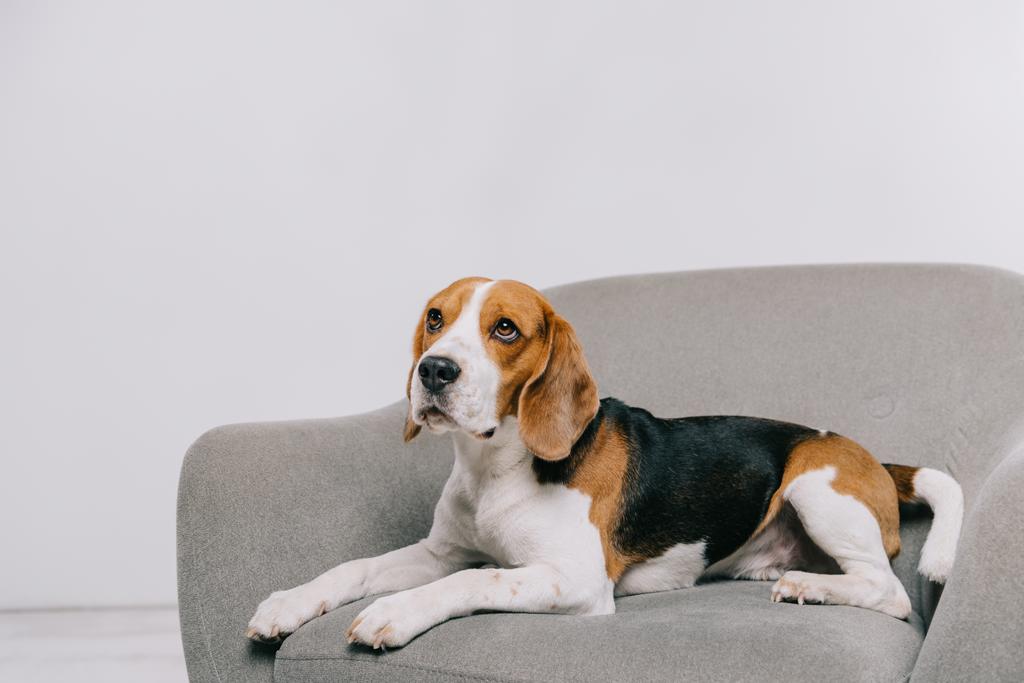 beagle hond liggen in fauteuil op grijze achtergrond  - Foto, afbeelding