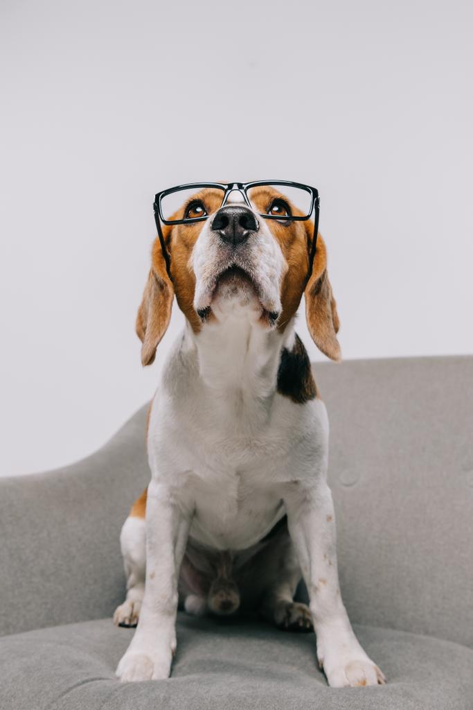  reinrassiger Beagle-Hund in Brille isoliert auf grau - Foto, Bild