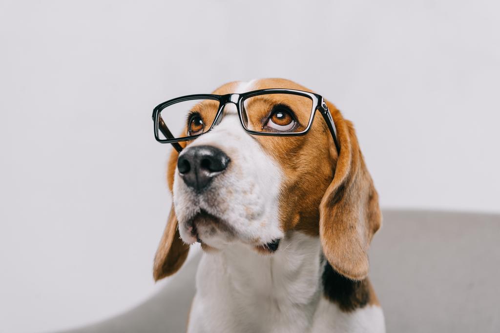 schattig beagle hond bril geïsoleerd op grijs - Foto, afbeelding
