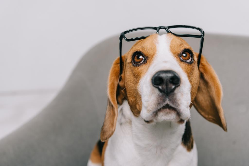 lindo perro beagle con gafas aisladas en gris
 - Foto, imagen