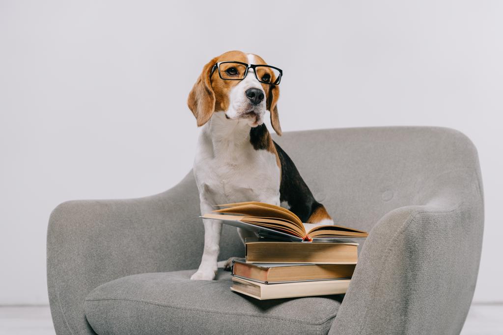 χαριτωμένο beagle σκυλί στην πολυθρόνα με βιβλία σε γκρίζο φόντο  - Φωτογραφία, εικόνα