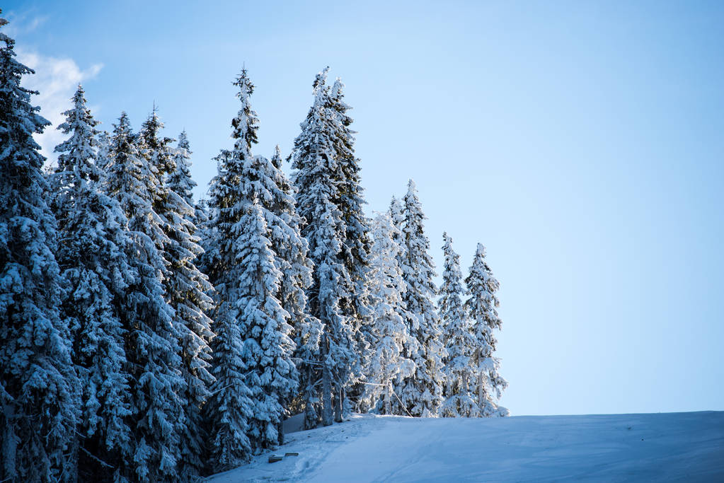 lumen peittämiä puita talvikaudella ja sininen taivas, luonto käsite
  - Valokuva, kuva