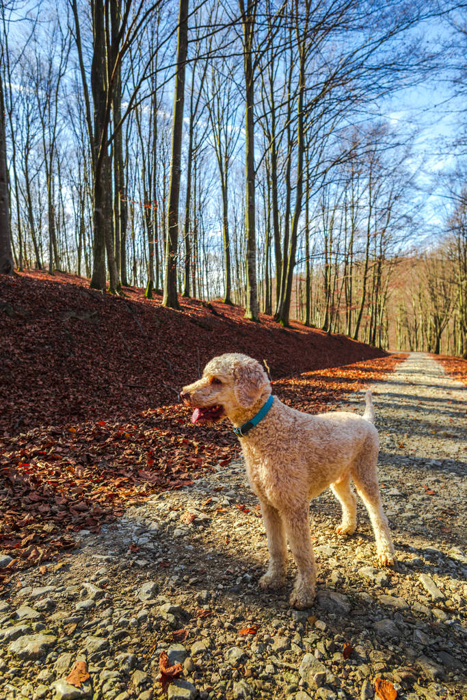 cão poodle na floresta de outono com árvores
 - Foto, Imagem