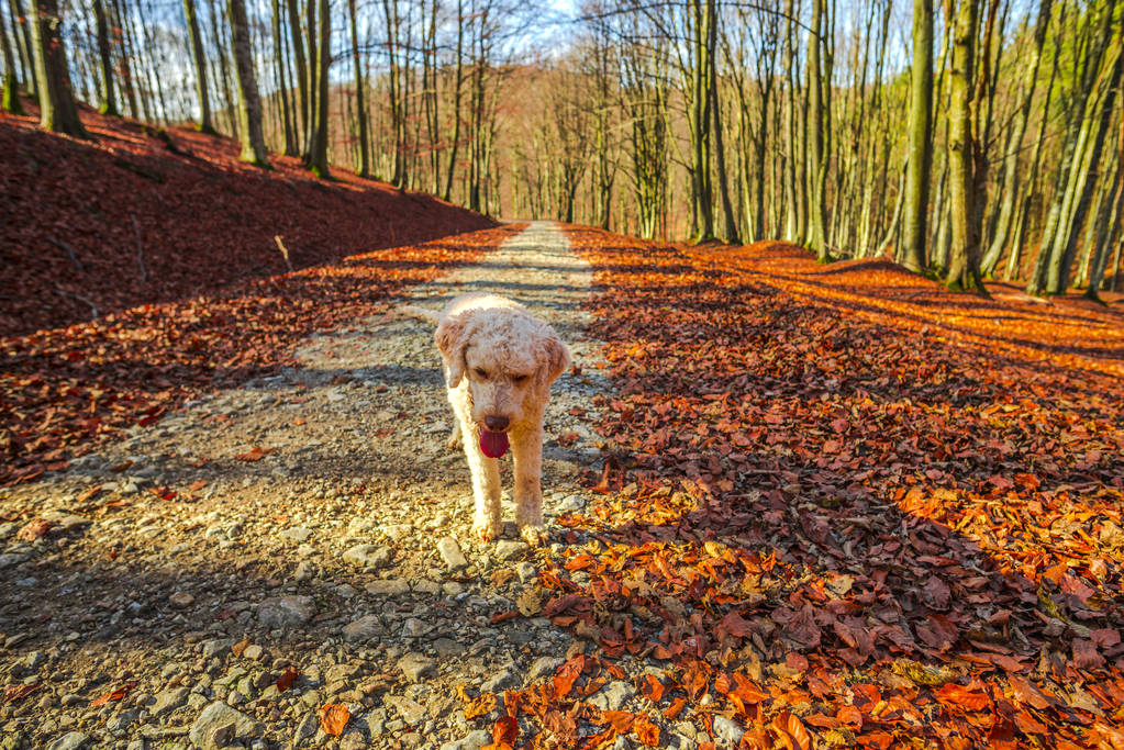 poodle σκυλί στο φθινόπωρο δάσος με δέντρα - Φωτογραφία, εικόνα