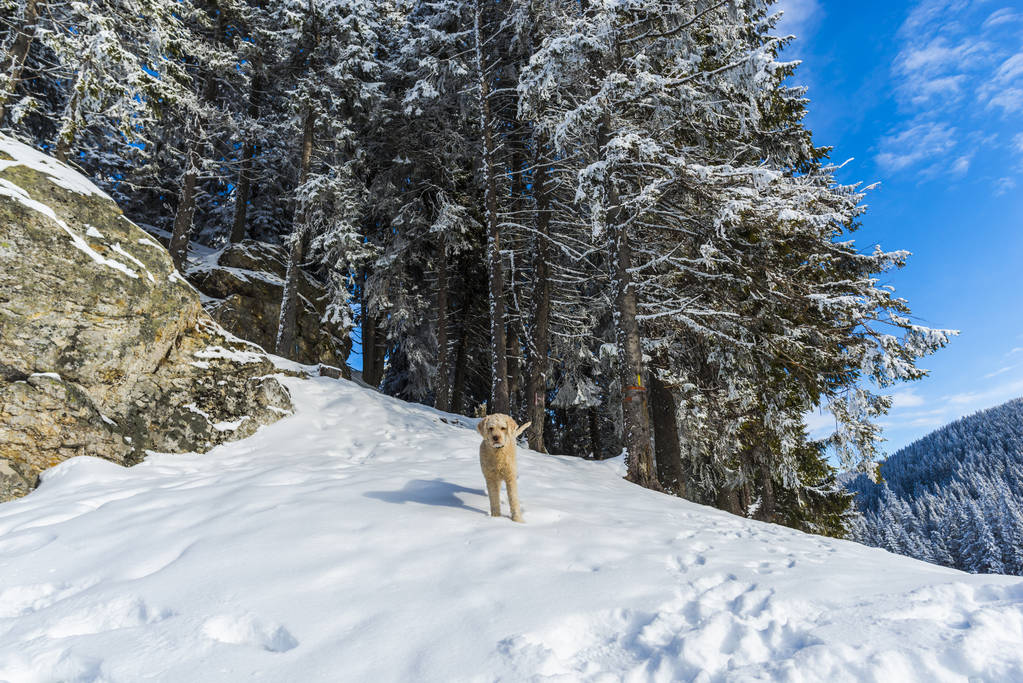 山の雪に覆われた森プードル犬の上の青い空  - 写真・画像