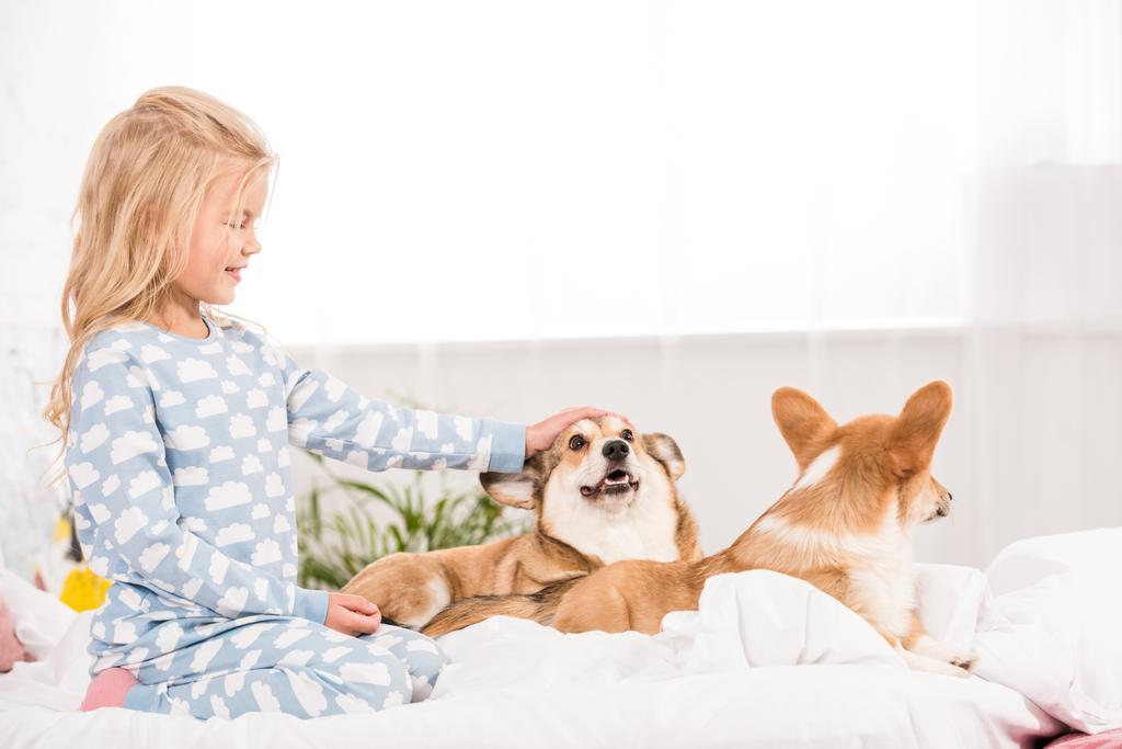 śliczny uśmiechający się dziecko w piżamie pieszczoty corgi psy w łóżku - Zdjęcie, obraz