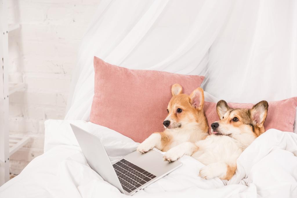 Pembroke welsh corgi honden liggend in bed met laptop thuis - Foto, afbeelding
