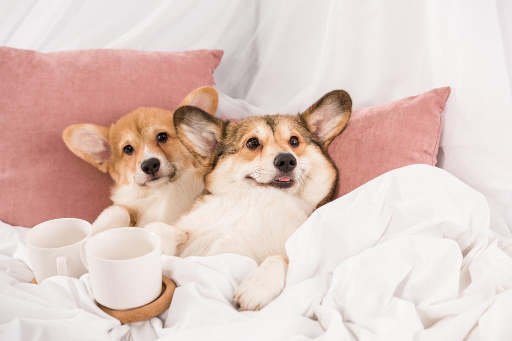 ペンブローク ウェルシュ コーギー犬白いカップ自宅とベッドで横になっています ロイヤリティフリー写真 画像素材