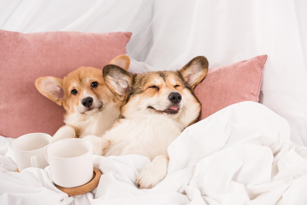 白いカップ自宅とベッドで横になっているかわいいペンブローク ウェルシュ コーギー犬 ロイヤリティフリー写真 画像素材