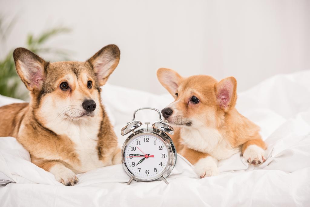 adorables perros corgi galeses tumbados en la cama con despertador en casa
 - Foto, Imagen