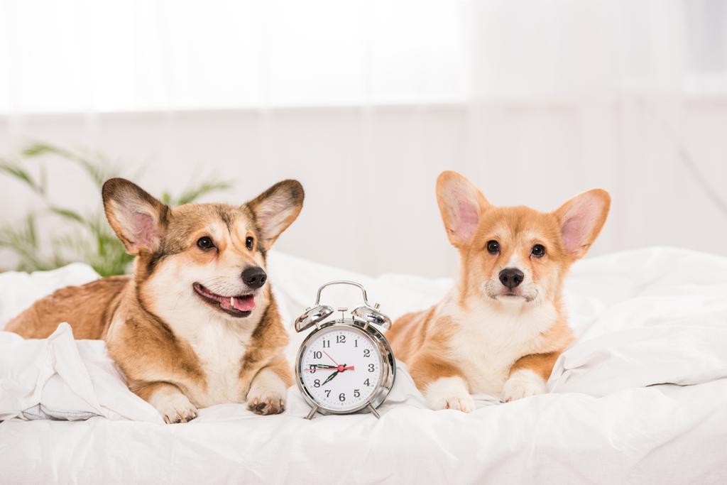 engraçado pembroke galês corgi cães deitado na cama com despertador relógio em casa
 - Foto, Imagem