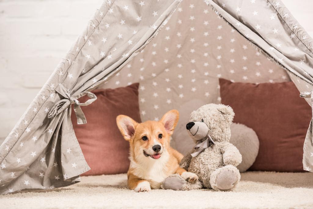 funny welsh corgi dog lying in wigwam with teddy bear at home - Photo, Image
