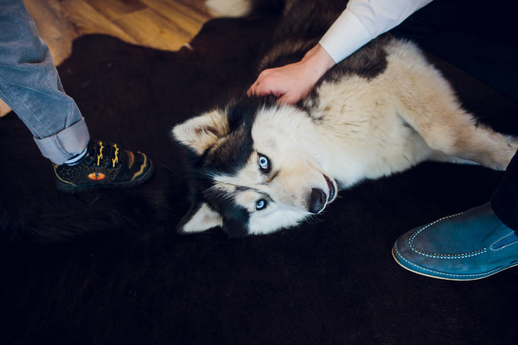 собака з вузлом Husky портрет з блакитними очима - Фото, зображення