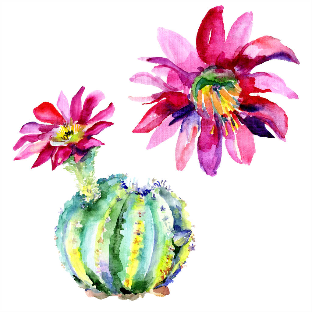 Zielony Kaktus z kwiatami. Akwarela rysunku aquarelle moda na białym tle. Element ilustracja na białym tle kaktusy. - Zdjęcie, obraz