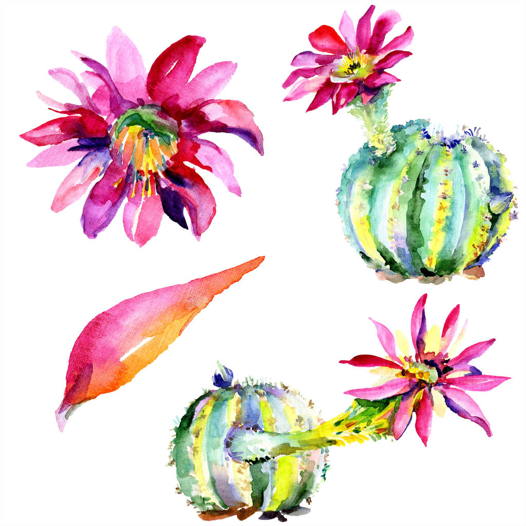 Green cactuses with pink flowers. Watercolour drawing fashion aquarelle isolated. Isolated cacti illustration element. - Photo, Image