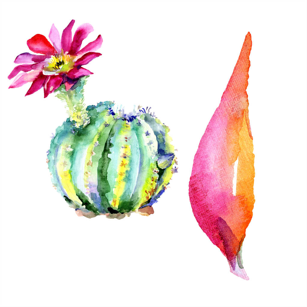 Zielony Kaktus z wildflower. Ilustracja na białym tle akwarela . - Zdjęcie, obraz