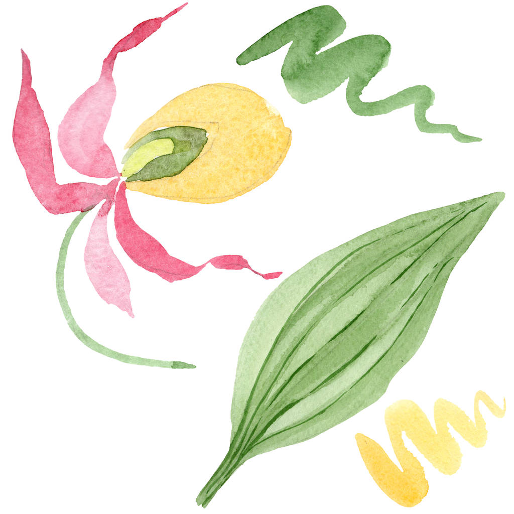 senhora chinelo orquídea aquarela ilustração conjunto isolado no branco
 - Foto, Imagem