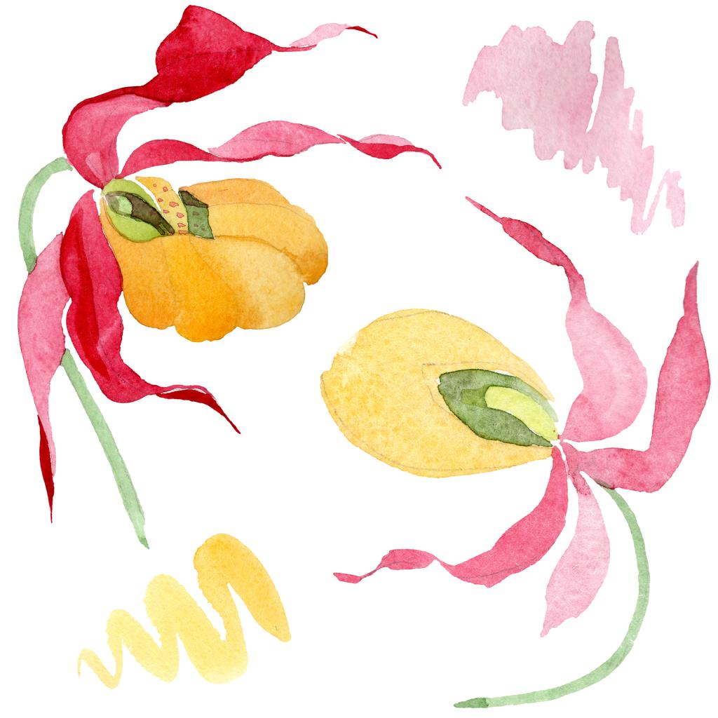 dama zapatilla orquídeas acuarela ilustración conjunto aislado en blanco
 - Foto, Imagen