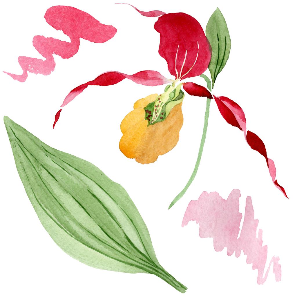 Dame pantoufle orchidée aquarelle ensemble d'illustration isolé sur blanc
 - Photo, image