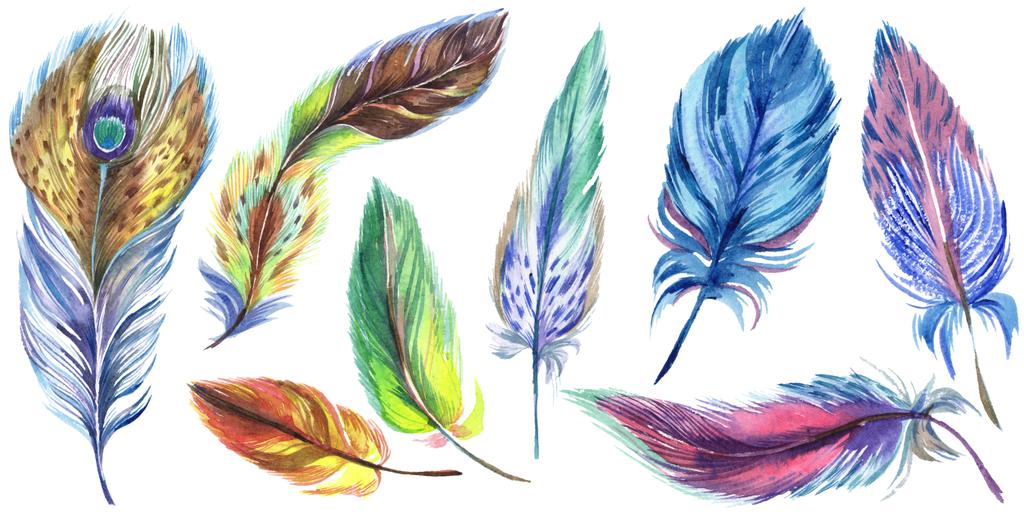 Colorful watercolor feathers isolated on white illustration set. - Photo, Image